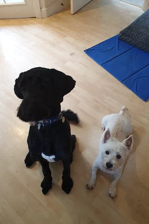 Paws For Applause Dog Grooming