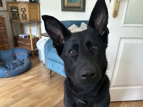 Paws for Effect