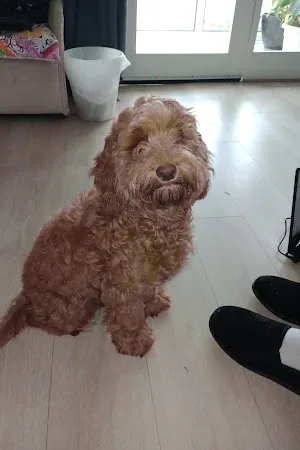 Paws for JR's Grooming