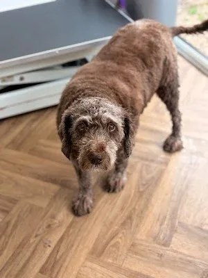 Paws in Harmony Dog Grooming