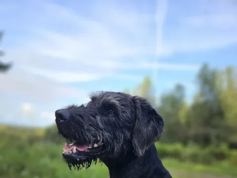 Paws In The Park Grooming