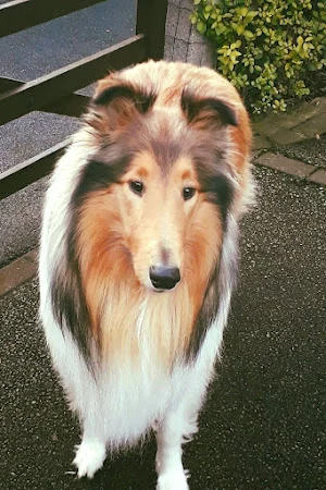 Paws mobile dog grooming
