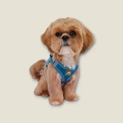 Paws of Prestatyn
