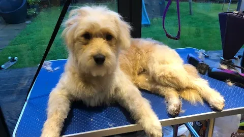 Pawsitive Clips
