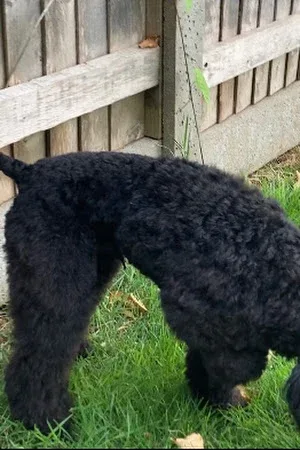 Pawsitive Grooming