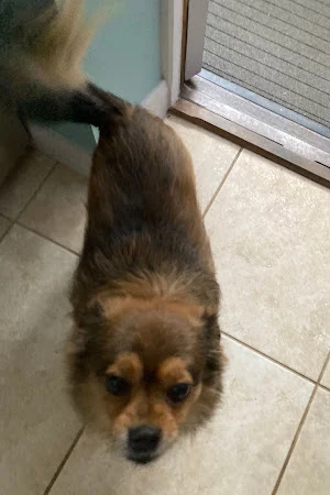 Pawsitively Divine