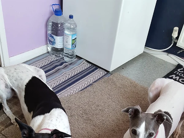 Pawsitively Pets
