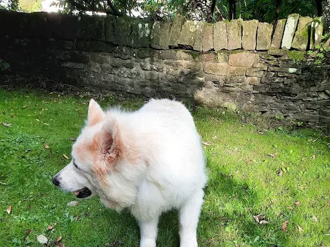 Pawsome grooming