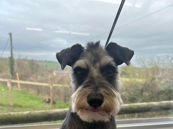 Pawsome Hair Dog Grooming