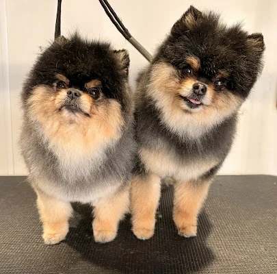 Pawstars Dog Groomers