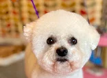 Pawtishead Dog Grooming