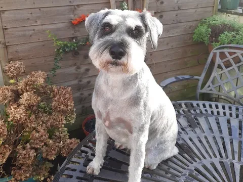Pawtraits Grooming Salon