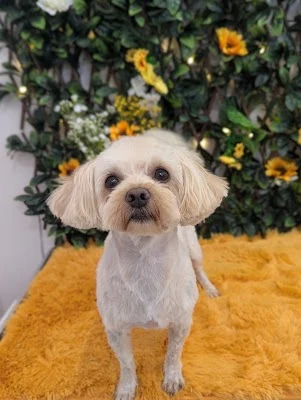 Pawws Pet Parlour - Hitchin