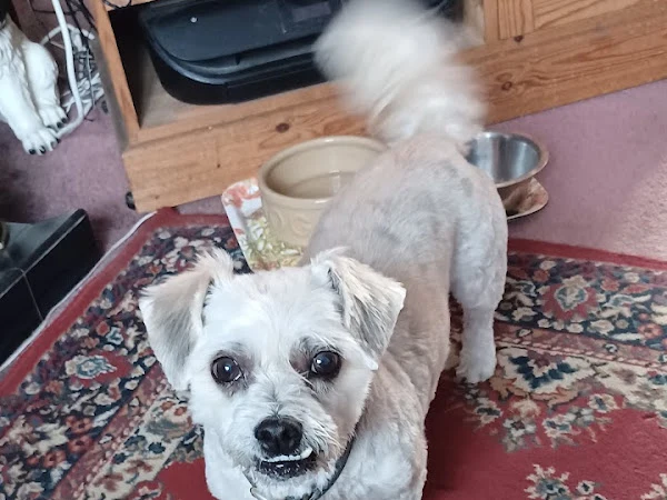 Peaches Grooming Parlour