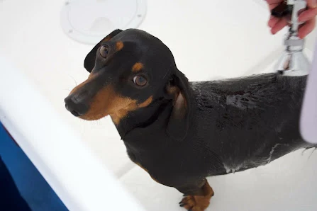 Pediclaws Mobile Dog Grooming