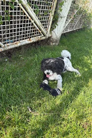 Pen-y-fai Paws dog groomers