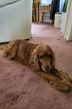 Perfect Angels Dog Grooming