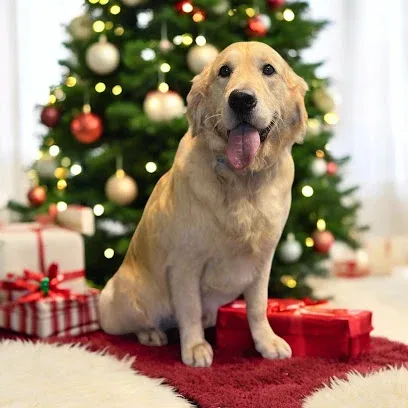 Perfect Paws Dog Grooming
