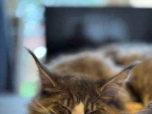 Perfect Paws