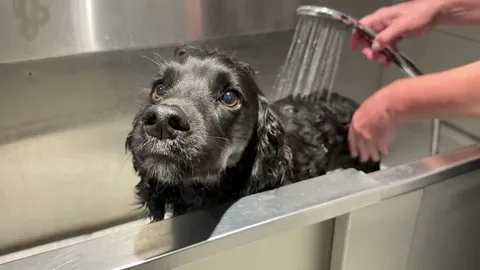 Perfect Pet Services - Doggy Daycare Centre & Secure Dog Field