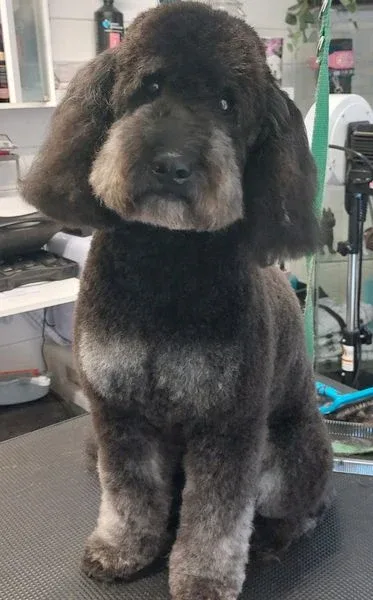 Perfect Pooch