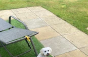 Perfect Pooches