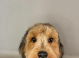 Perranpaws