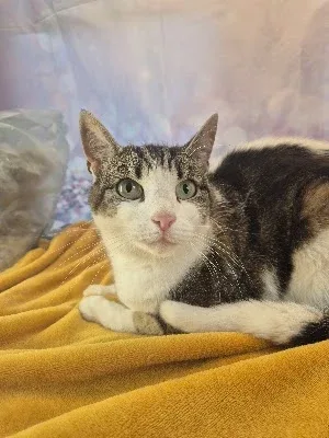 Pet Paradiso Cat Groomer