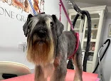 Pet Proud Mobile Dog Grooming