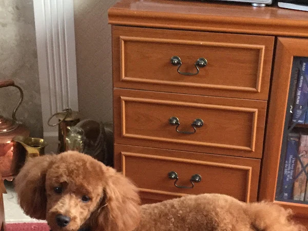 PetSpa Dog Groomers