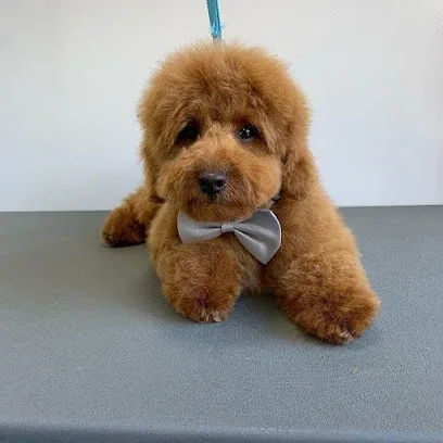 Pippa paws dog grooming