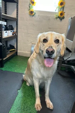 Pipp'NBelle Dog Grooming Ltd
