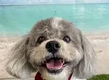 Pixie Cuts Dog Grooming