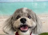 Pixie Cuts Dog Grooming