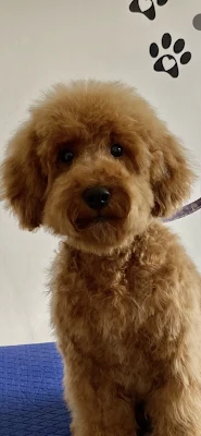 Pixie Dog Grooming