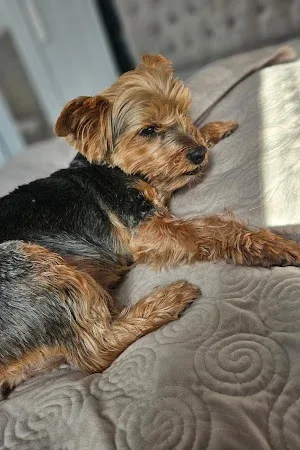 Pixiee Dog Grooming