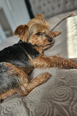 Pixiee Dog Grooming