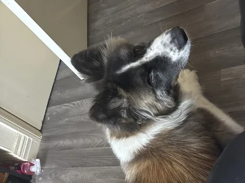 Plush Puppies
