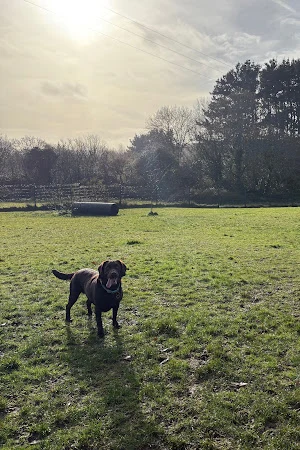 Polgoda Dogs Grooming and Exercise Field