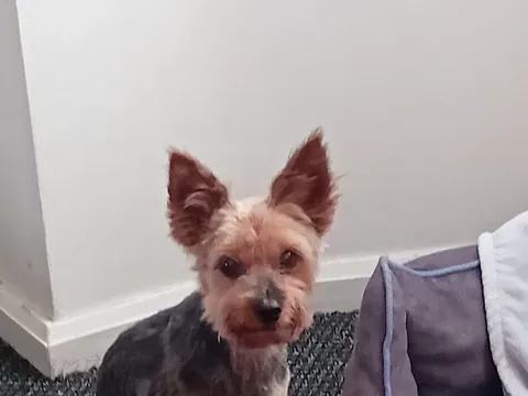 Pooch N Bubbles Dog Grooming