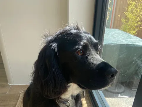 Pooch Pawfect