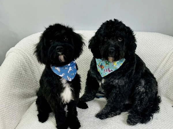 Pooches Dog Grooming