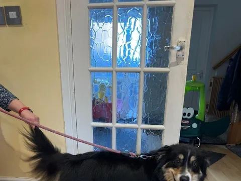 Poochie Pampers Groom and Zoom