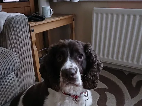 Poochies Dog Grooming