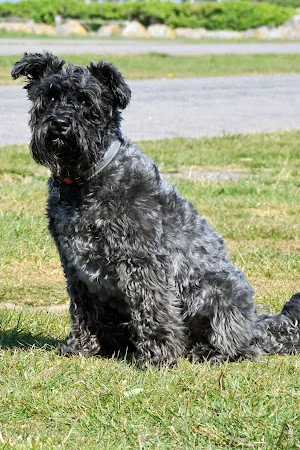 Poochilicious Dog Grooming Service