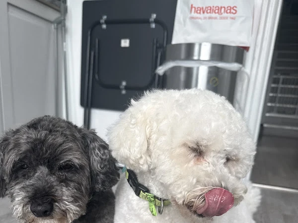Poochini Dog Groomers