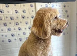 Pooch's Parlour