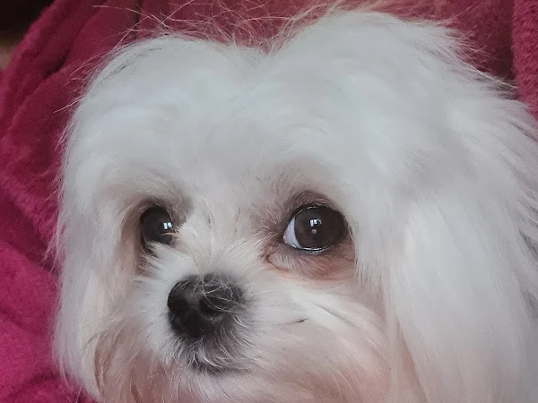 Poppy's Dog Grooming