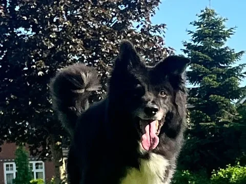 Posh Paws @ Walton Park