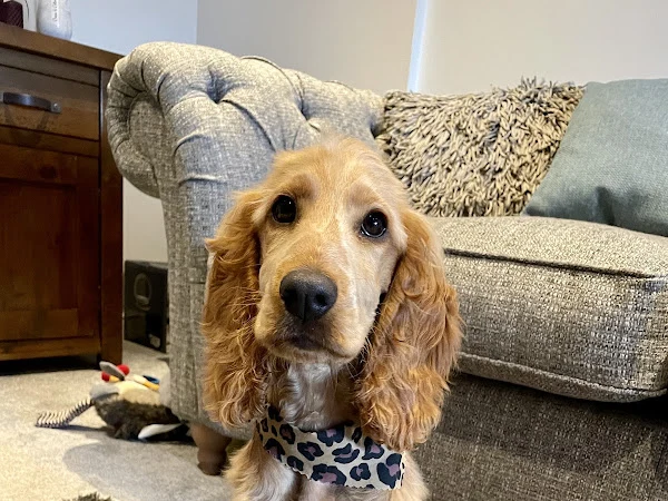 Posh Paws